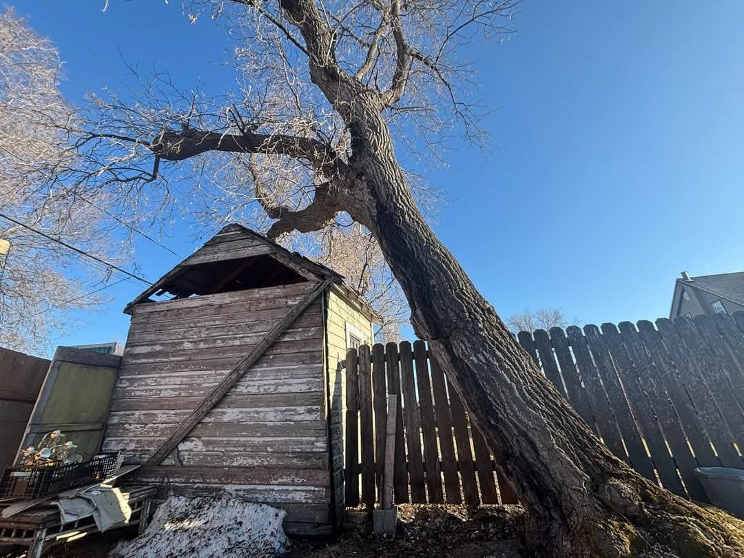 Tree Services